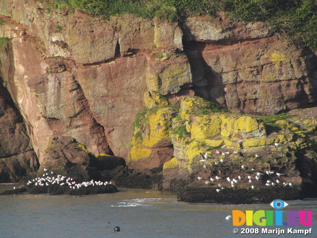 SX01356 White dots of seagulls on rocks